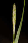 Calcium-hating sedge